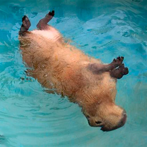 😵 Стикер «Capybara&;s world» для Telegram