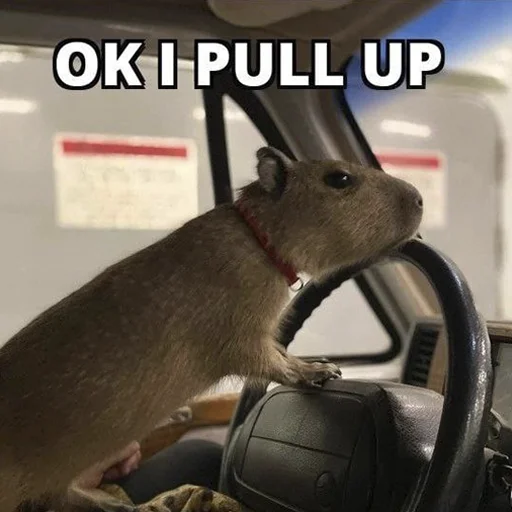 😎 Стикер «Capybara&;s world» для Telegram