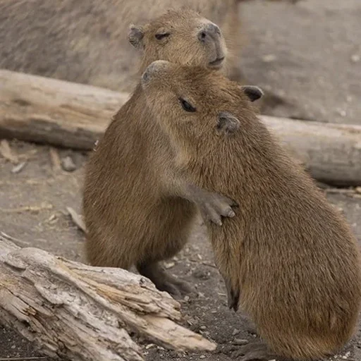 ❤️ Стикер «Capybara&;s world» для Telegram