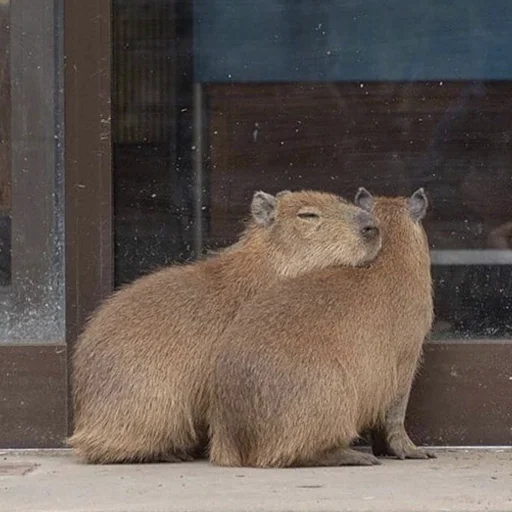 ❤️ Стикер «Capybara&;s world» для Telegram
