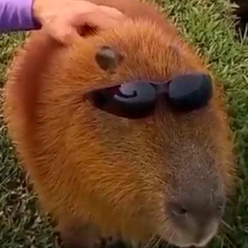 😎 Стикер «Capybara&;s world» для Telegram