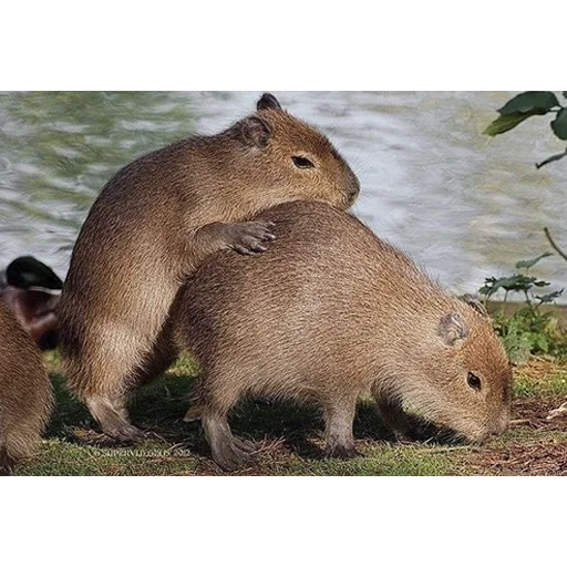 🥵 Стикер «Capybara&;s world» для Telegram