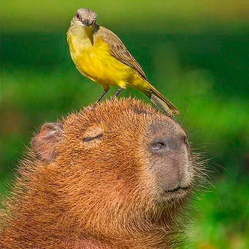 😌 Стикер «Capybara&;s world» для Telegram