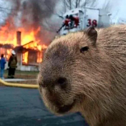 😏 Стикер «Capybara&;s world» для Telegram