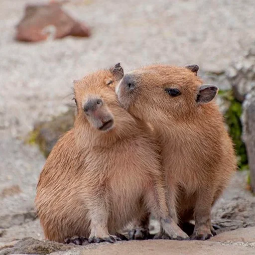 💋 Стикер «Capybara&;s world» для Telegram