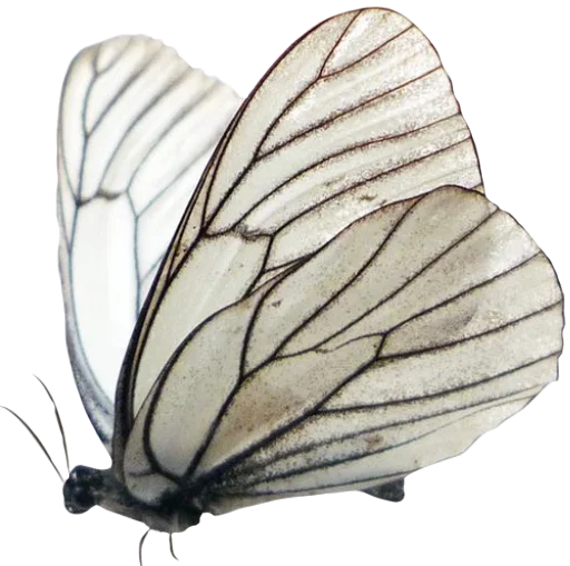 🦋 Стикер «чай с молоком» для Telegram