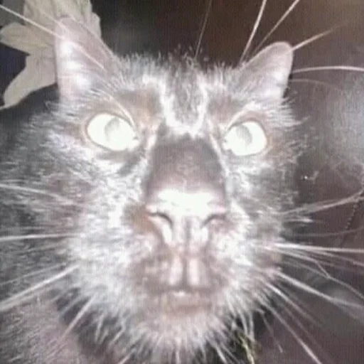 🗿 Стикер «CriNgE AnimALs» для Telegram