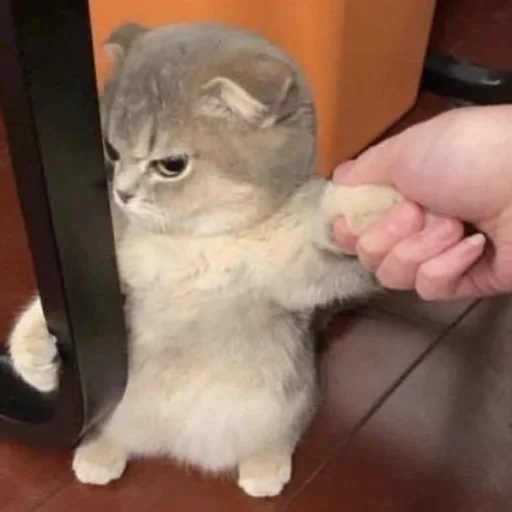 🤨 Стикер «CriNgE AnimALs» для Telegram