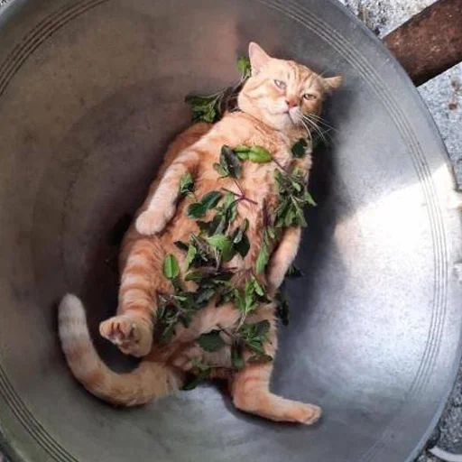 😒 Стикер «CriNgE AnimALs» для Telegram