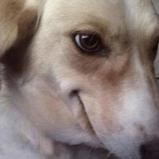 😏 Стикер «CriNgE AnimALs» для Telegram