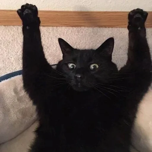 😍 Стикер «CriNgE AnimALs» для Telegram