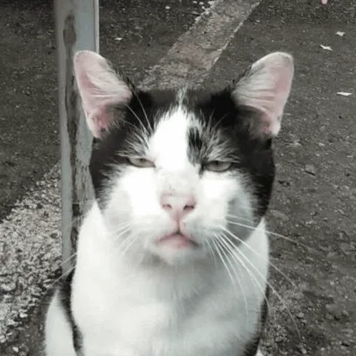 🤨 Стикер «CriNgE AnimALs» для Telegram