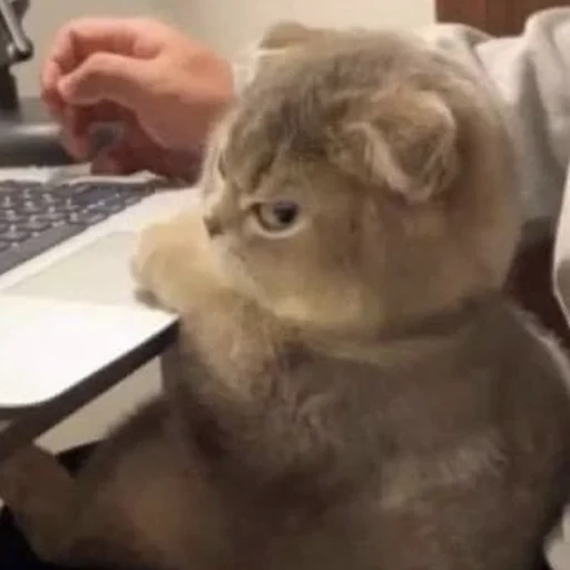 🤨 Стикер «CriNgE AnimALs» для Telegram