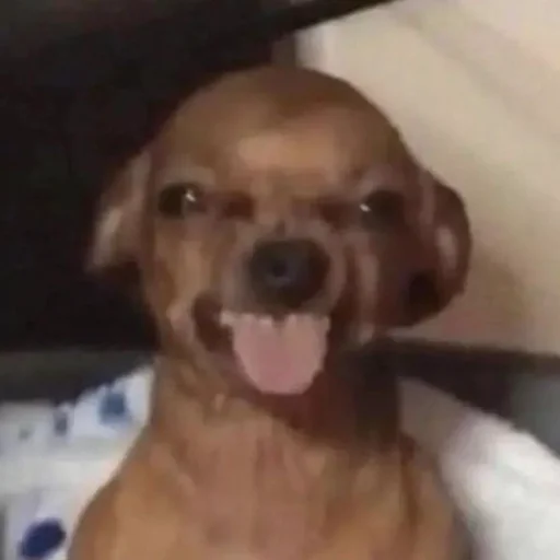 😝 Стикер «CriNgE AnimALs» для Telegram