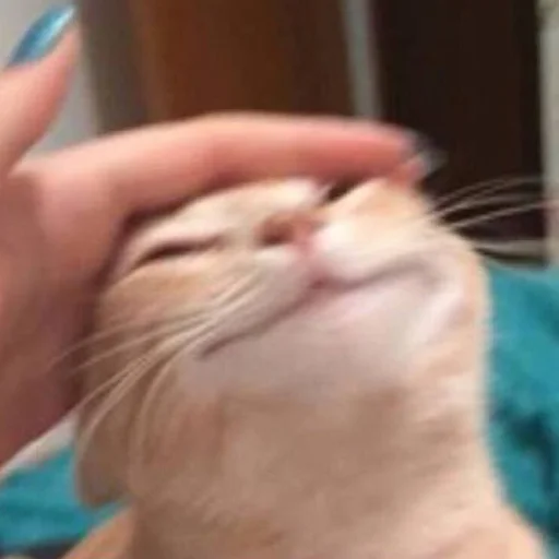 🥰 Стикер «CriNgE AnimALs» для Telegram