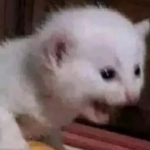 😭 Стикер «CriNgE AnimALs» для Telegram