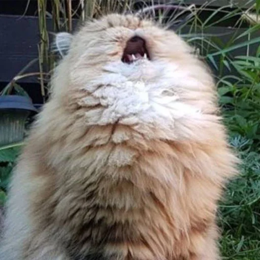 😭 Стикер «CriNgE AnimALs» для Telegram