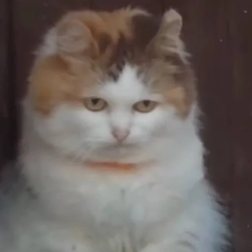 🙄 Стикер «CriNgE AnimALs» для Telegram