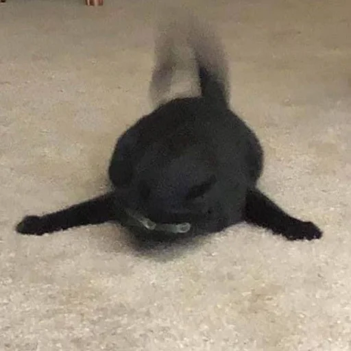 🌚 Стикер «CriNgE AnimALs» для Telegram