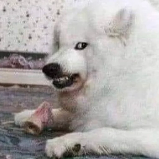 😤 Стикер «CriNgE AnimALs» для Telegram