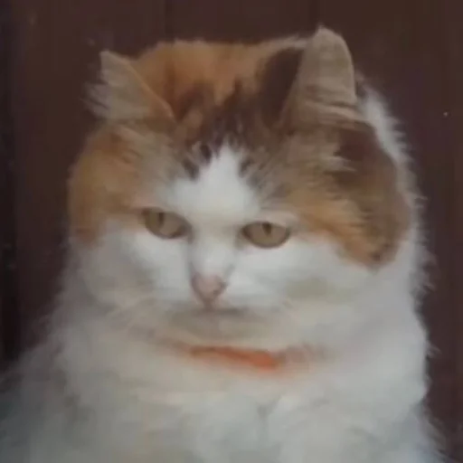😑 Стикер «CriNgE AnimALs» для Telegram