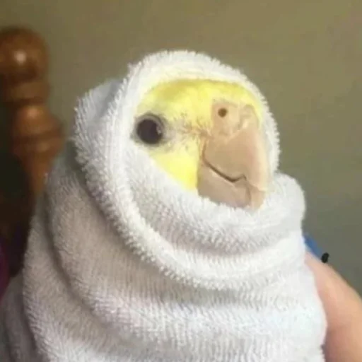 🥰 Стикер «CriNgE AnimALs» для Telegram
