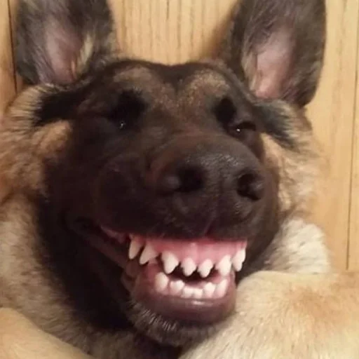 🤪 Стикер «CriNgE AnimALs» для Telegram
