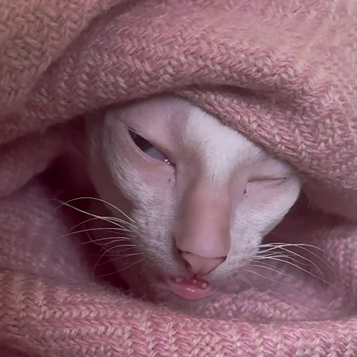😴 Стикер «CriNgE AnimALs» для Telegram
