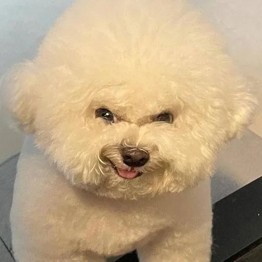 🌝 Стикер «CriNgE AnimALs» для Telegram