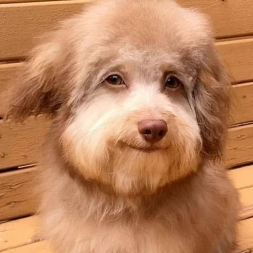 🙂 Стикер «CriNgE AnimALs» для Telegram