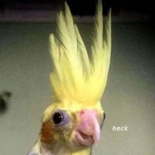 👀 Стикер «CriNgE AnimALs» для Telegram