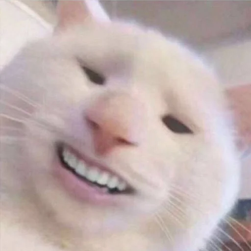 😅 Стикер «CriNgE AnimALs» для Telegram