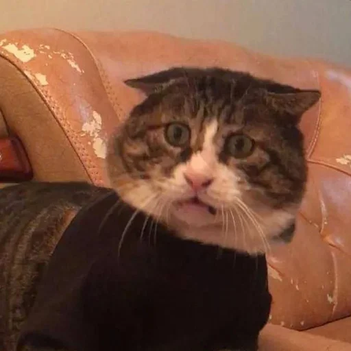 😲 Стикер «CriNgE AnimALs» для Telegram