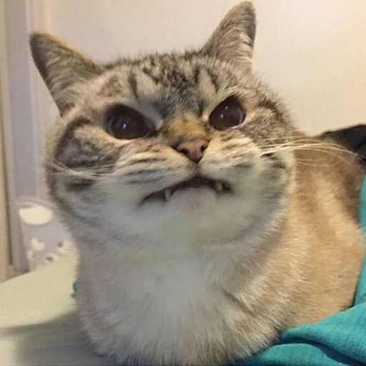 👺 Стикер «CriNgE AnimALs» для Telegram