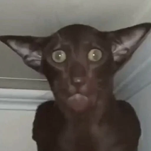 🙂 Стикер «CriNgE AnimALs» для Telegram