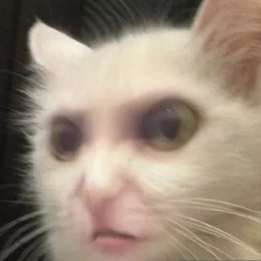 🤨 Стикер «CriNgE AnimALs» для Telegram