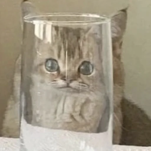 😃 Стикер «CriNgE AnimALs» для Telegram