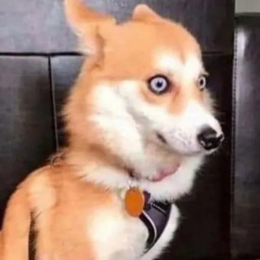 😳 Стикер «CriNgE AnimALs» для Telegram