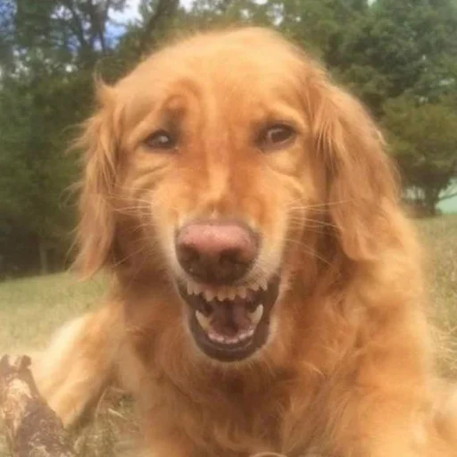 😄 Стикер «CriNgE AnimALs» для Telegram