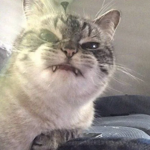 👺 Стикер «CriNgE AnimALs» для Telegram