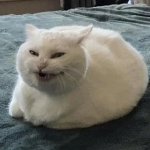 😄 Стикер «CriNgE AnimALs» для Telegram