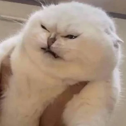 😑 Стикер «CriNgE AnimALs» для Telegram