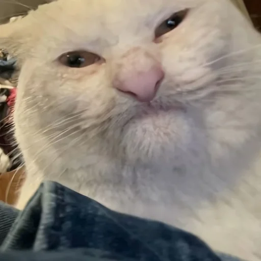 😤 Стикер «CriNgE AnimALs» для Telegram