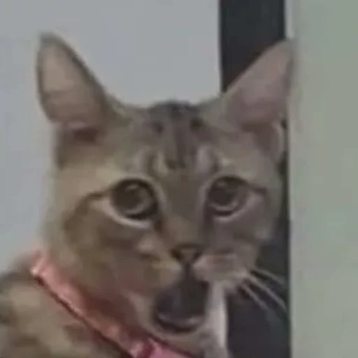 😱 Стикер «CriNgE AnimALs» для Telegram
