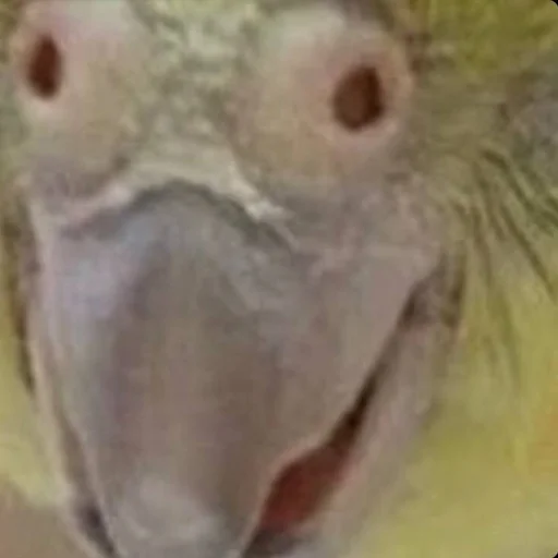 🤤 Стикер «CriNgE AnimALs» для Telegram