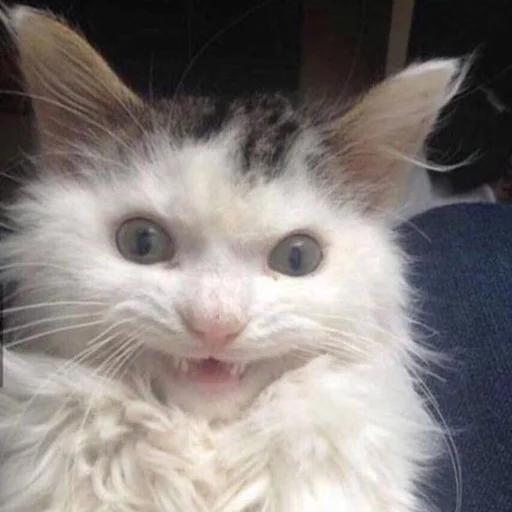 🌚 Стикер «CriNgE AnimALs» для Telegram
