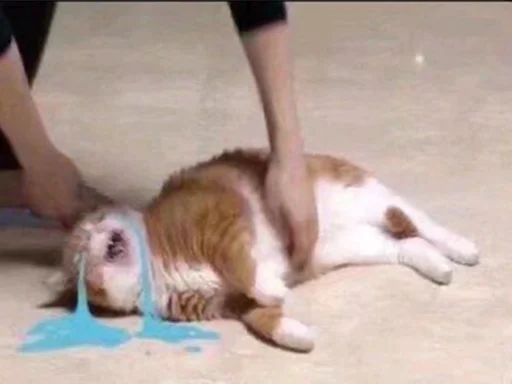 😭 Стикер «CriNgE AnimALs» для Telegram