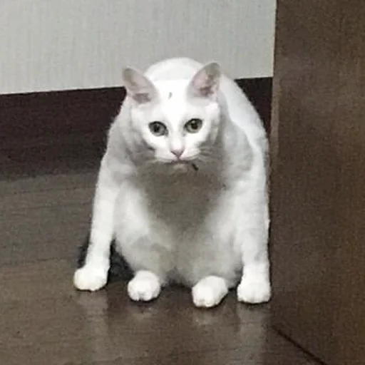 🤨 Стикер «CriNgE AnimALs» для Telegram