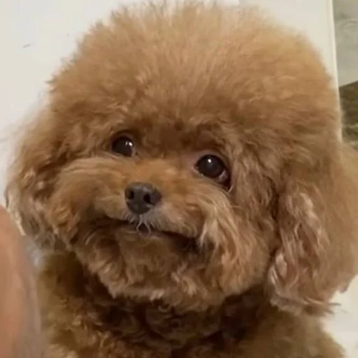 🥹 Стикер «CriNgE AnimALs» для Telegram