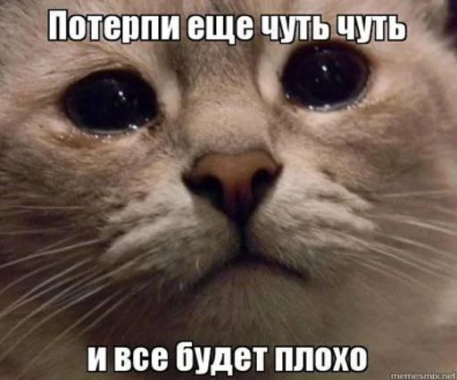 😣 Стикер «Crying cats v. 2» для Telegram